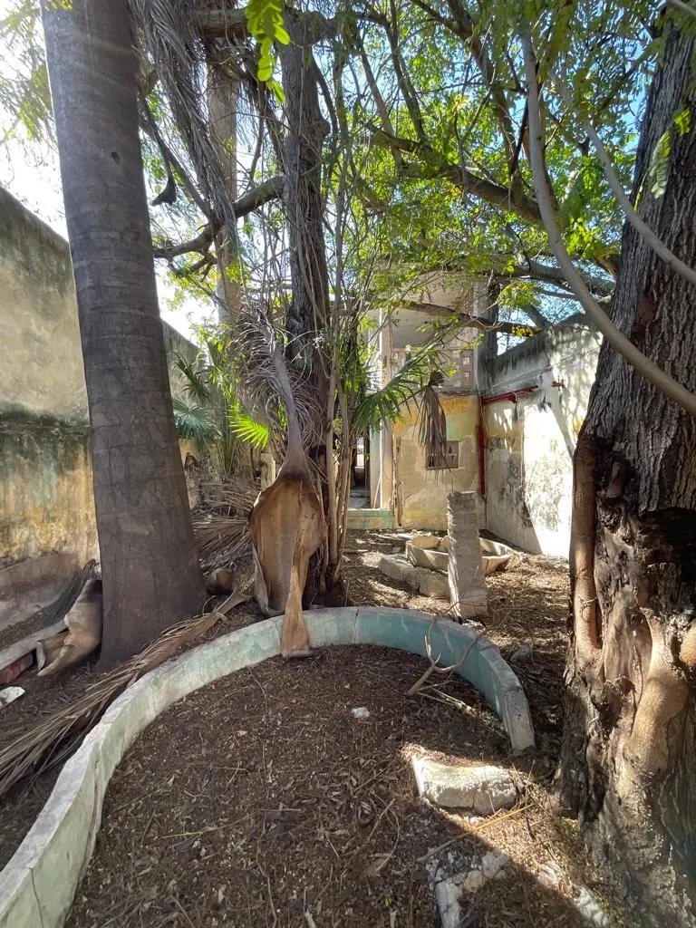 Overgrown back patio before renovation