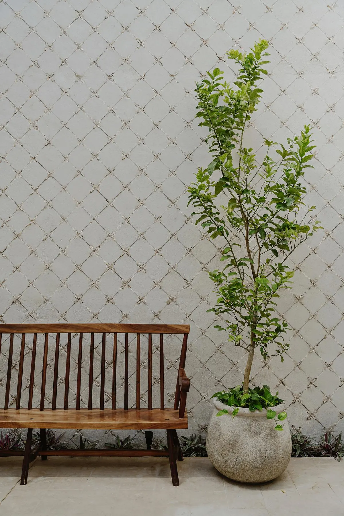 Textured patio wall with a timber bench and a potted citrus tree